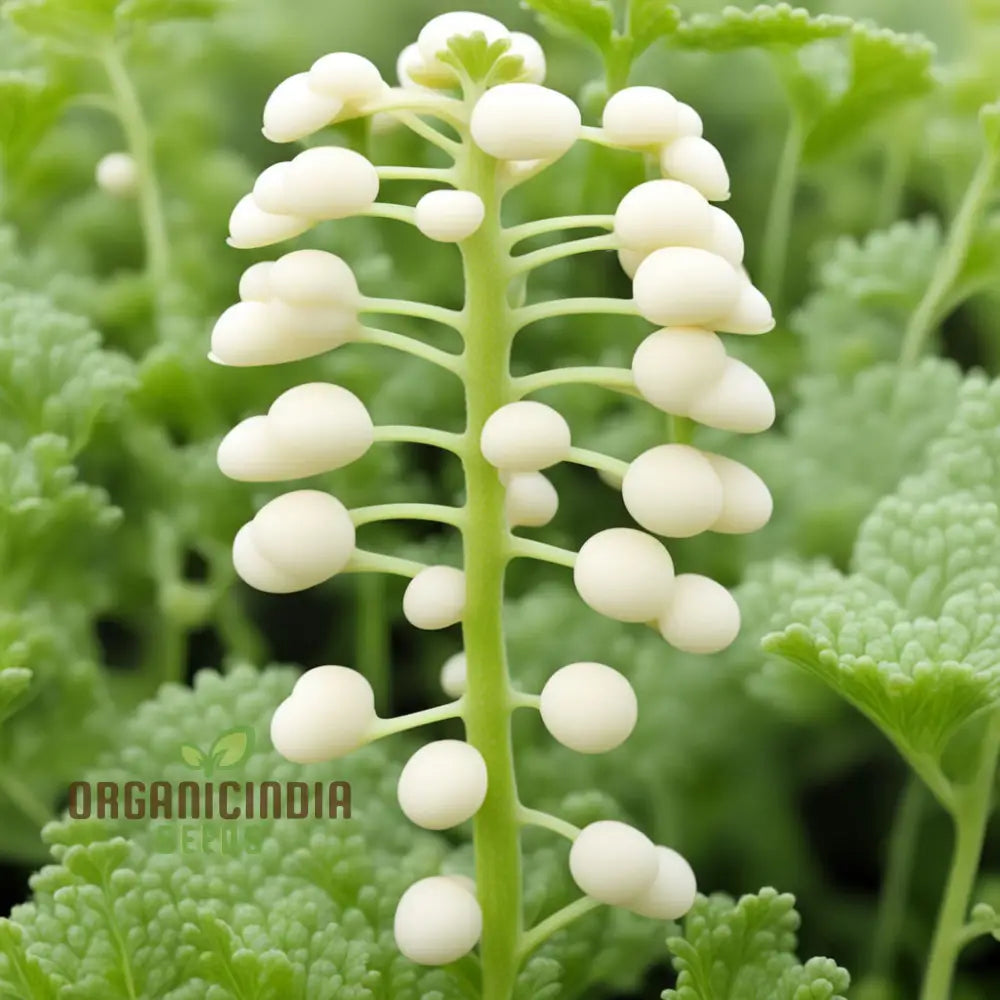 Pure Essence White Mustard Seeds Cultivate Your Garden With Delicate Flavor And Elegance Leafy