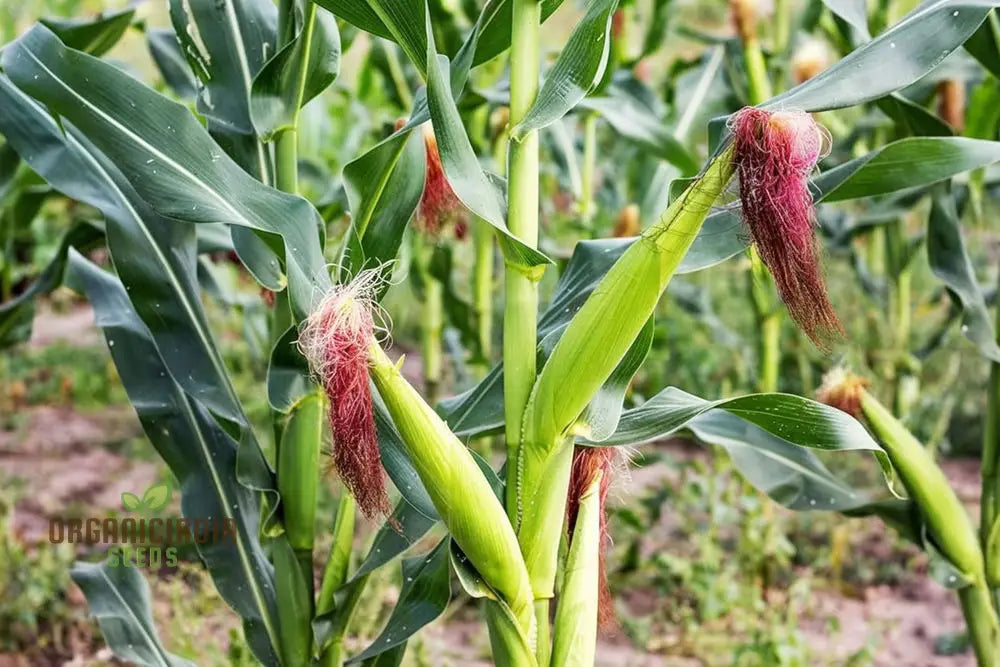 Pure & Organic Corn Seeds For Planting Nurturing Nature’s Bounty In Your Garden Squash And Gourds