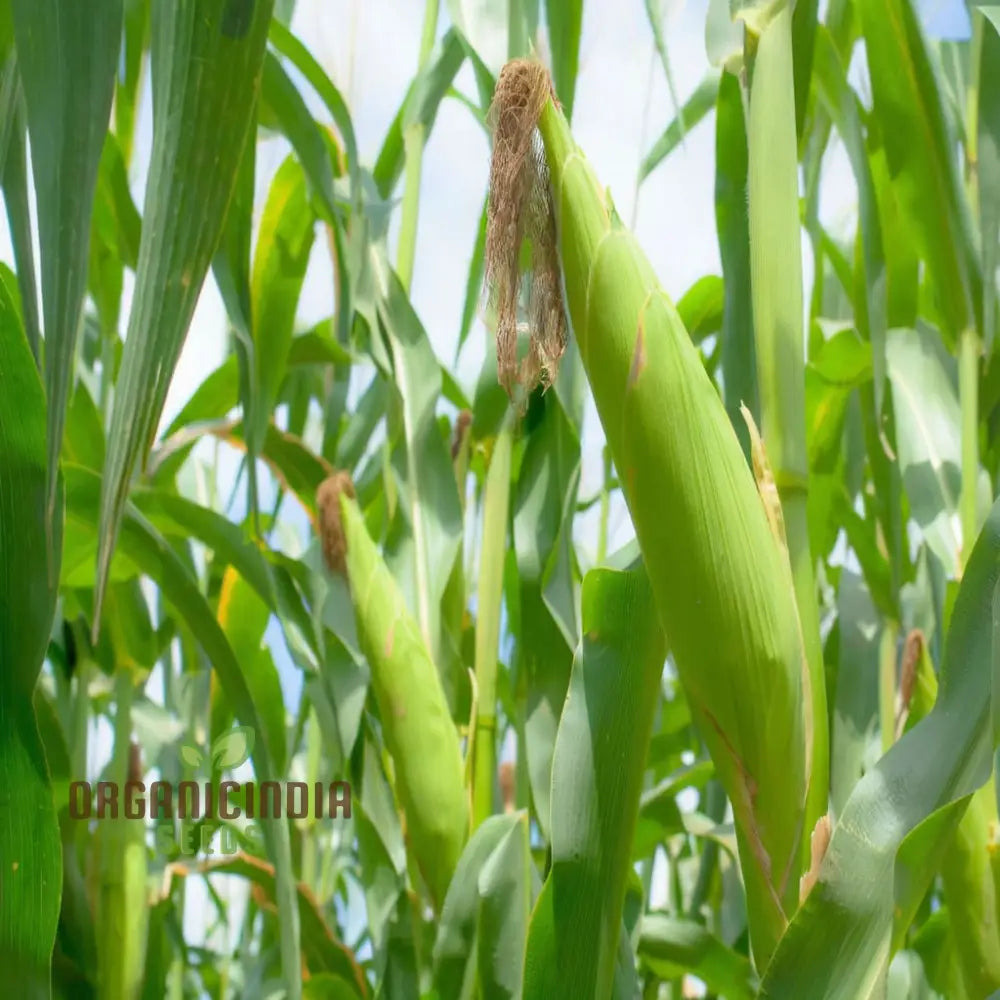 Pure & Organic Corn Seeds For Planting Nurturing Nature’s Bounty In Your Garden Squash And Gourds