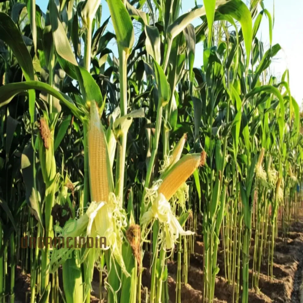 Pure & Organic Corn Seeds For Planting Nurturing Nature’s Bounty In Your Garden Squash And Gourds