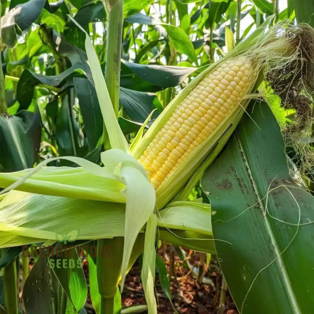 Pure & Organic Corn Seeds For Planting Nurturing Nature’s Bounty In Your Garden Squash And Gourds