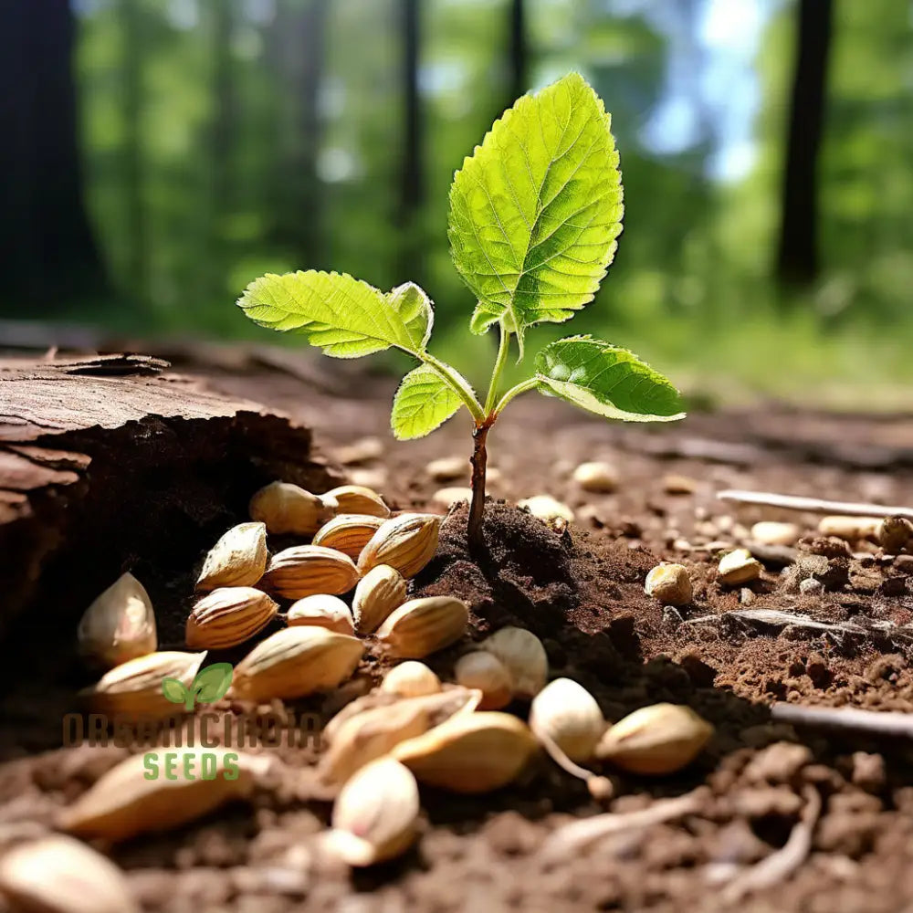 Pure Organic Slippery Elm Seeds Cultivate Nature’s Healing Power With Premium Herb For Planting