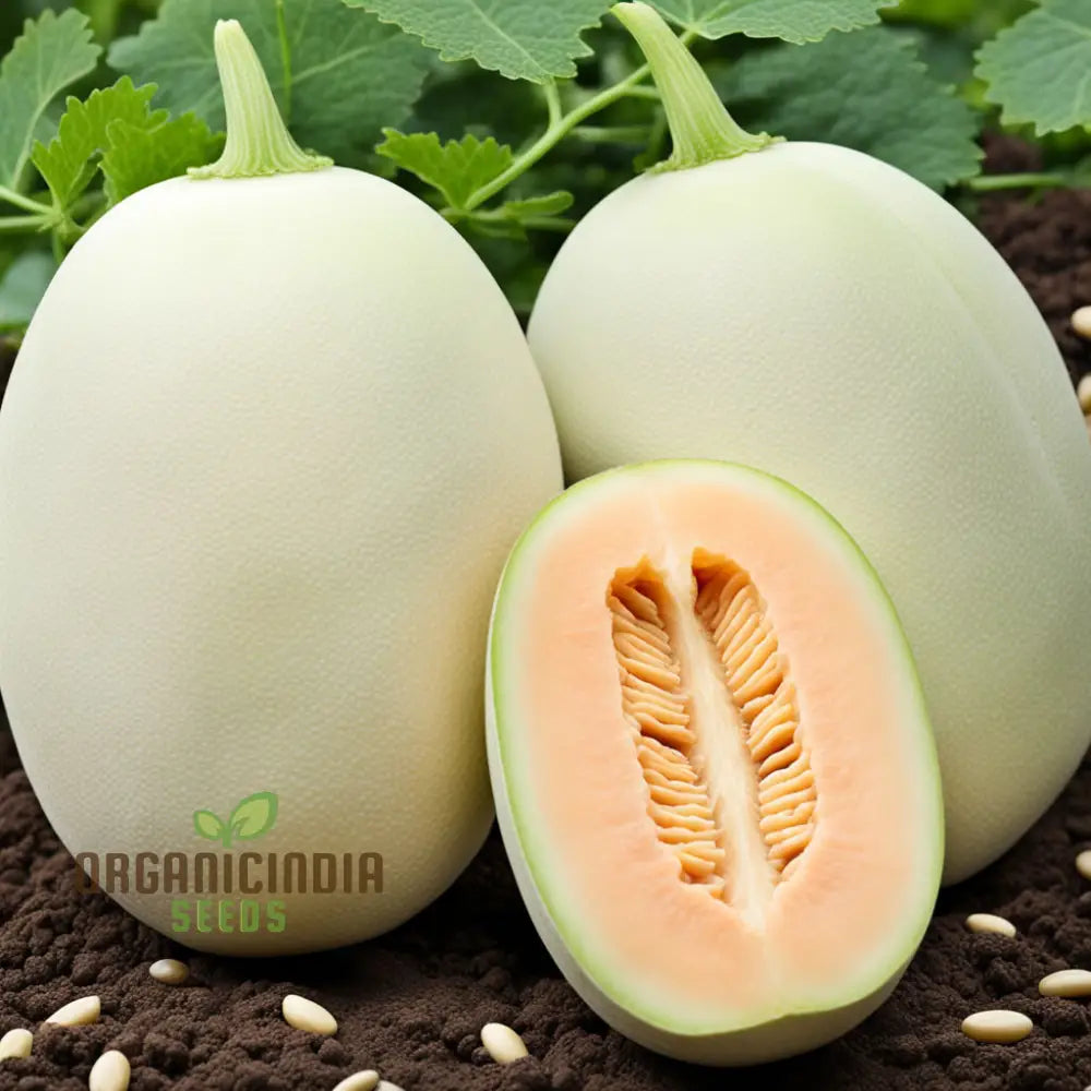 Pure Pearls Oval White Muskmelon Fruit Seeds Experience The Exquisite Essence Of Gardening