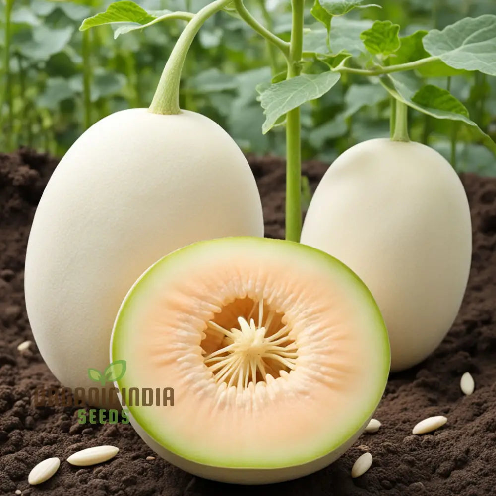 Pure Pearls Oval White Muskmelon Fruit Seeds Experience The Exquisite Essence Of Gardening