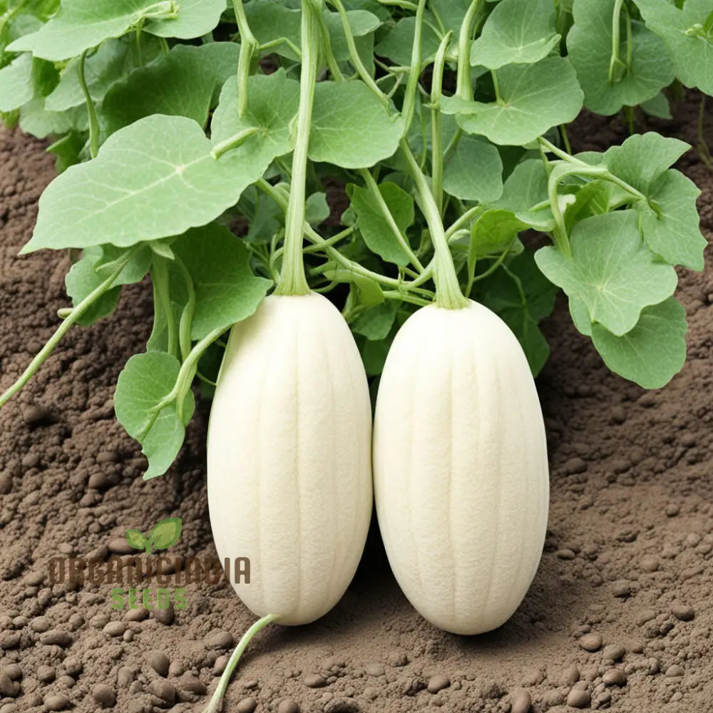 Pure Pearls Oval White Muskmelon Fruit Seeds Experience The Exquisite Essence Of Gardening