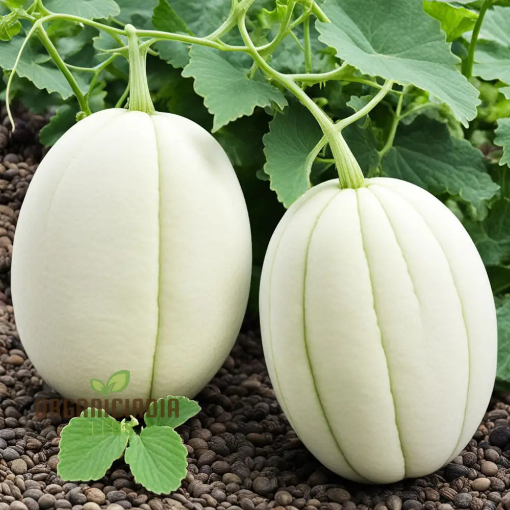 Pure Pearls Oval White Muskmelon Fruit Seeds Experience The Exquisite Essence Of Gardening