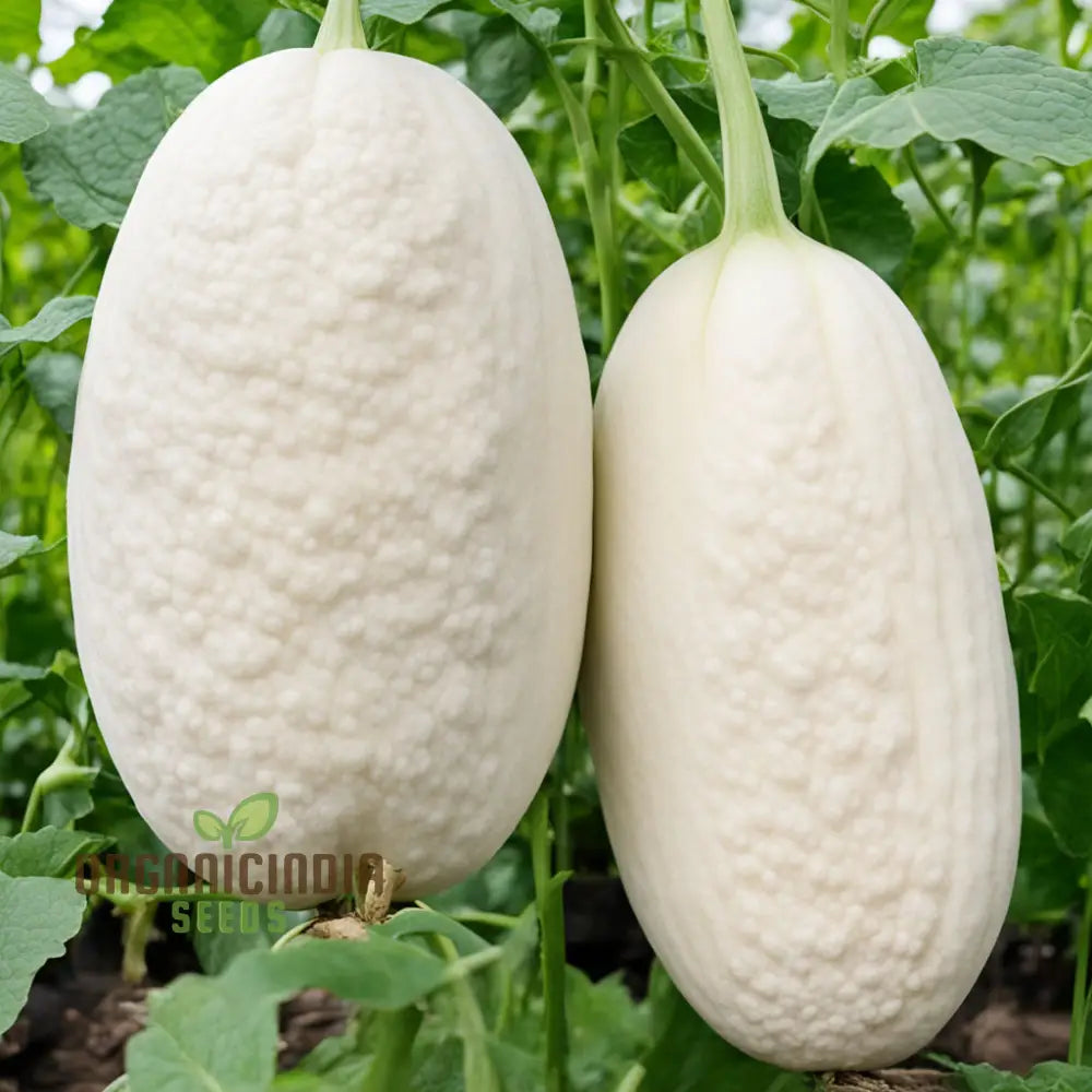 Pure Pearls Oval White Muskmelon Fruit Seeds Experience The Exquisite Essence Of Gardening