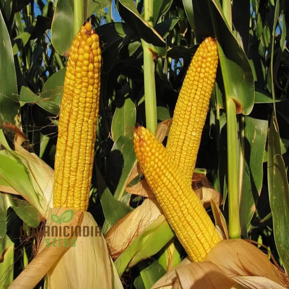 Pure White Sweet Corn Seeds Planting For Delightful Harvests Of Crisp Squash And Gourds