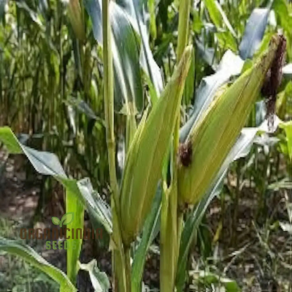 Pure White Sweet Corn Seeds Planting For Delightful Harvests Of Crisp Squash And Gourds