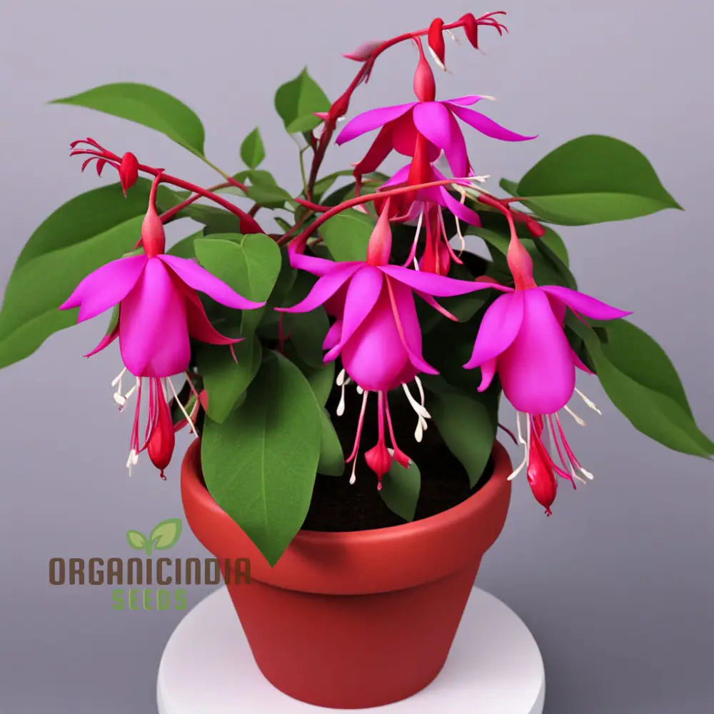 Purple And Red Fuchsia Flower Seeds – Elevate Your Gardening With Breathtaking Blooms Annuals