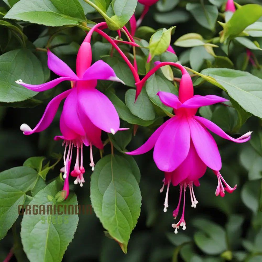 Purple And Red Fuchsia Flower Seeds – Elevate Your Gardening With Breathtaking Blooms Annuals