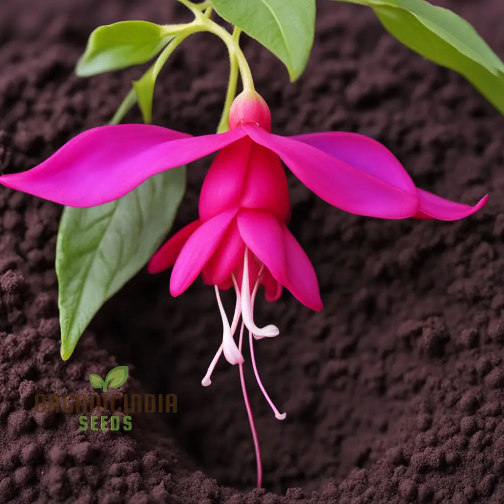 Purple And Red Fuchsia Flower Seeds – Elevate Your Gardening With Breathtaking Blooms Annuals