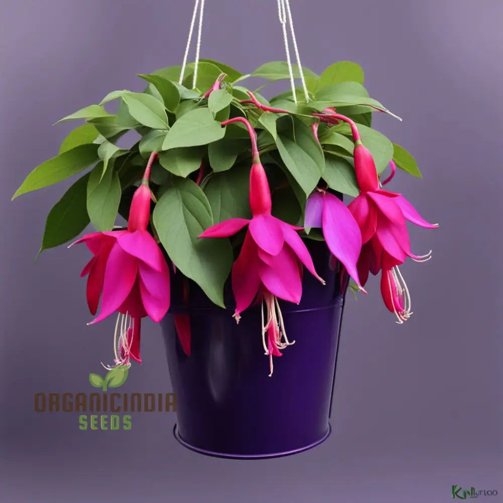 Purple And Red Fuchsia Flower Seeds – Elevate Your Gardening With Breathtaking Blooms Annuals