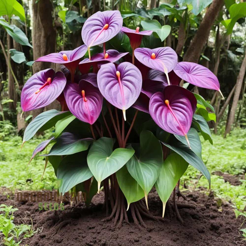 Purple Anthurium Flower Seeds - Exotic Blooms For Lush Tropical Gardens Perennials