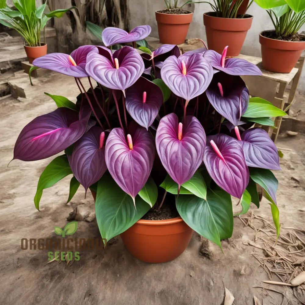 Purple Anthurium Flower Seeds - Exotic Blooms For Lush Tropical Gardens Perennials