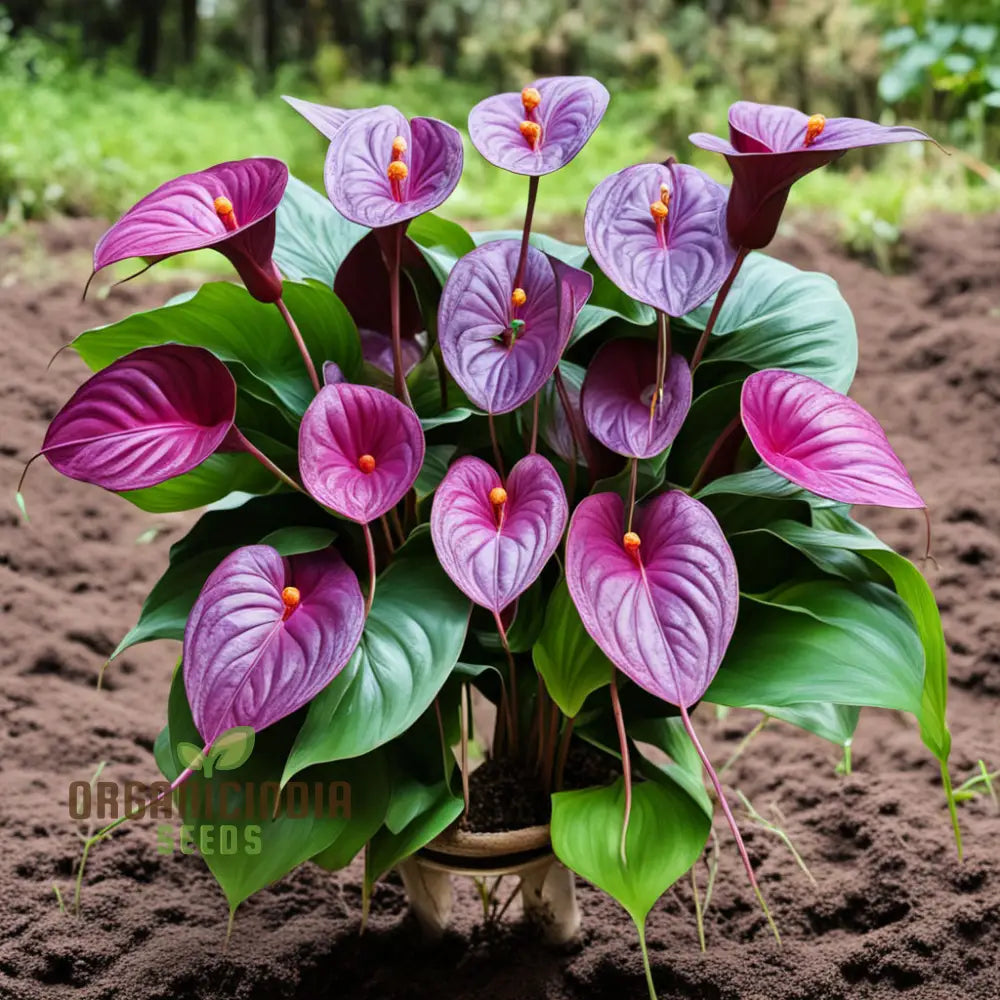 Purple Anthurium Flower Seeds - Exotic Blooms For Lush Tropical Gardens Perennials