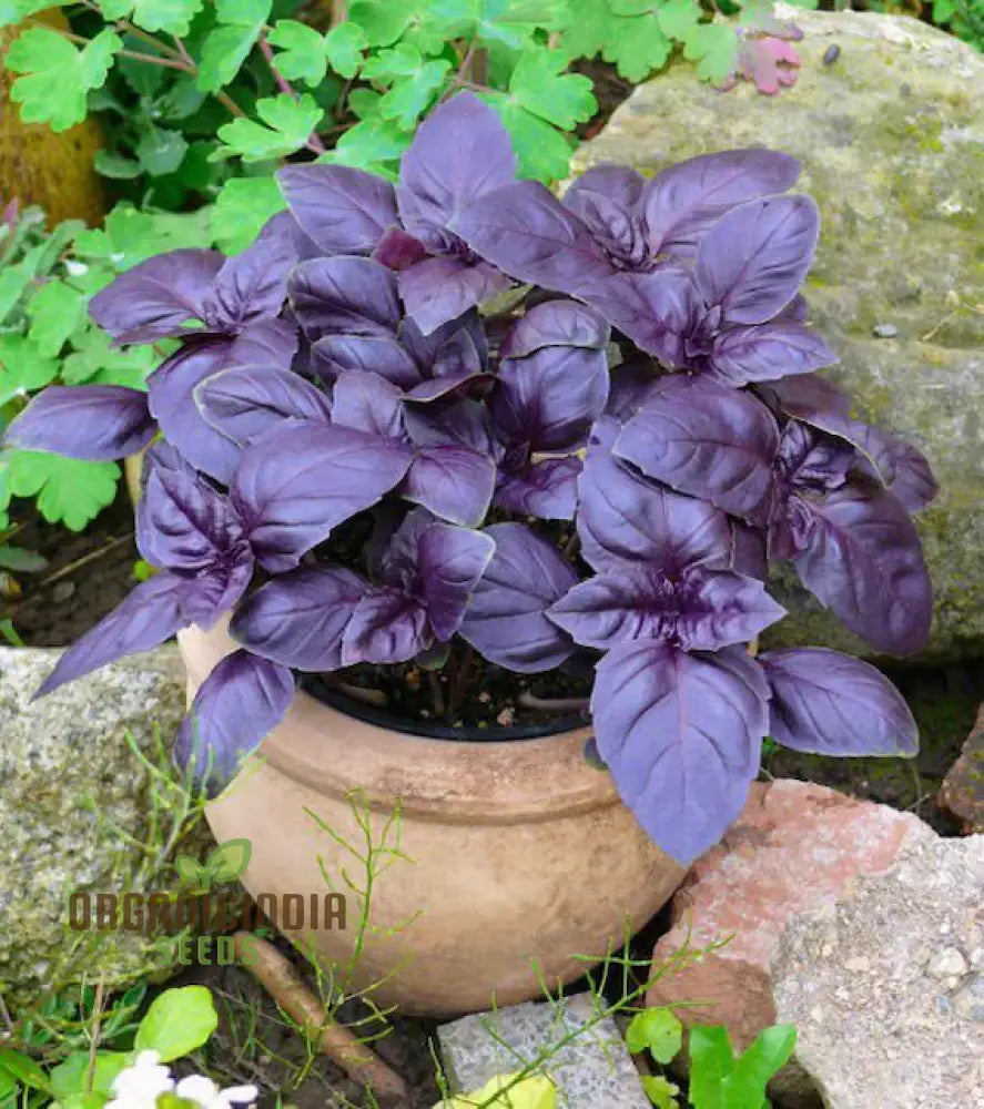 Purple Basil Seeds For Planting - Perfect Home Gardening Aromatic Culinary Uses And Vibrant Herb