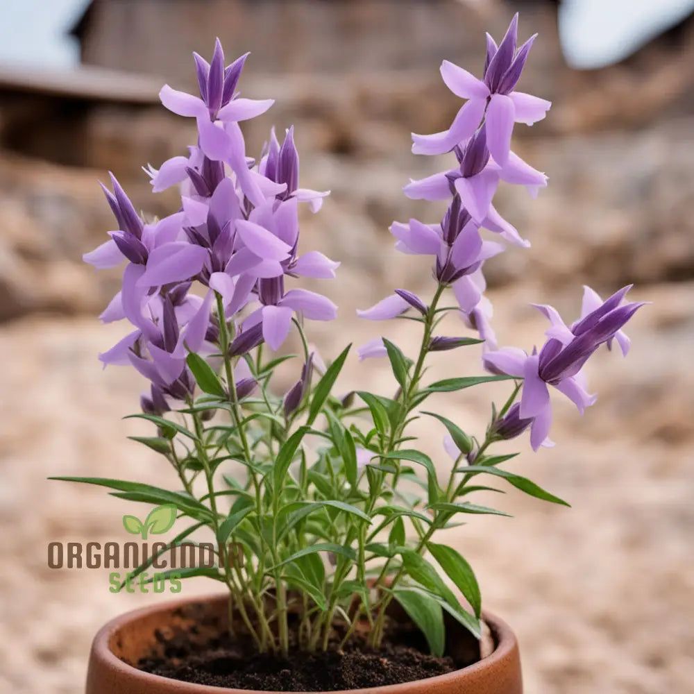 Purple Beardtongue Flower Seeds - Striking Blooms For Pollinator-Friendly Gardens Perennials