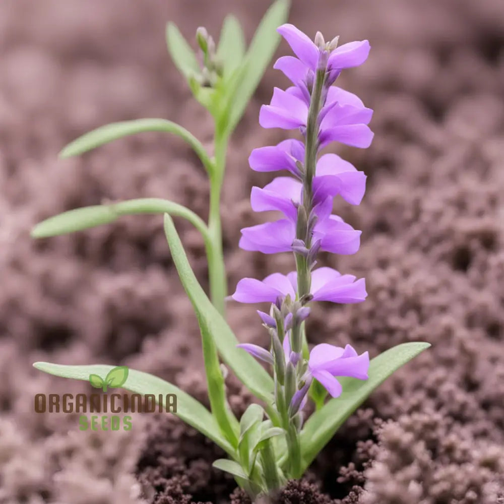 Purple Beardtongue Flower Seeds - Striking Blooms For Pollinator-Friendly Gardens Perennials