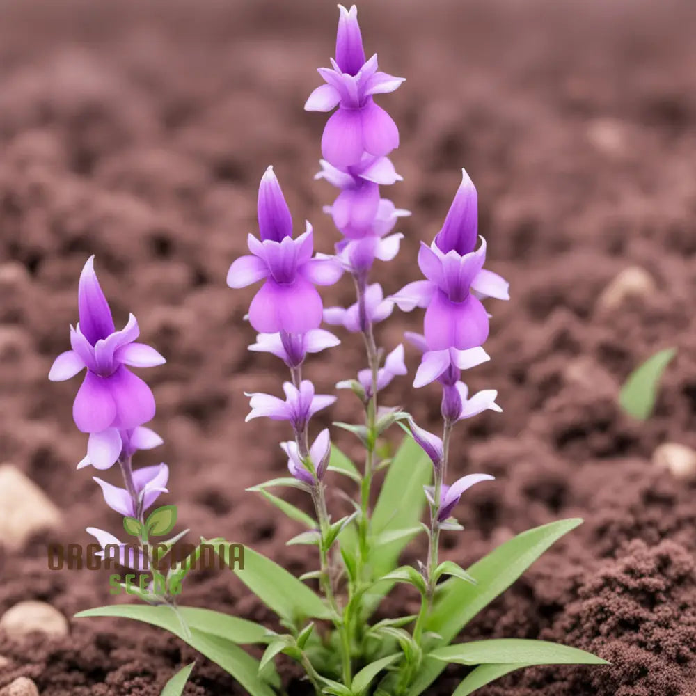 Purple Beardtongue Flower Seeds - Striking Blooms For Pollinator-Friendly Gardens Perennials