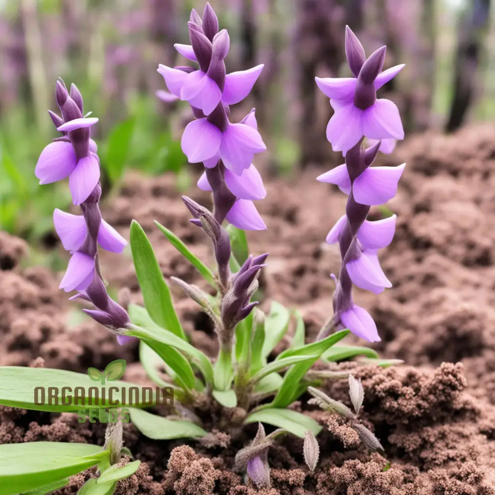 Purple Beardtongue Flower Seeds - Striking Blooms For Pollinator-Friendly Gardens Perennials