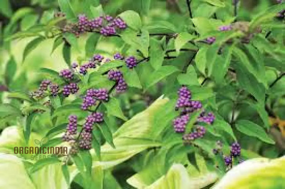 Purple Beautyberry Seeds - Callicarpa Dichotoma Planting Guide Included