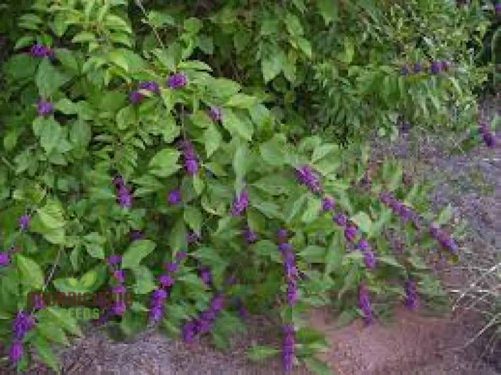 Purple Beautyberry Seeds - Callicarpa Dichotoma Planting Guide Included