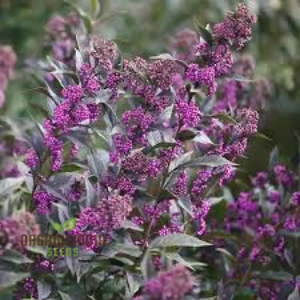 Purple Beautyberry Seeds - Callicarpa Dichotoma Planting Guide Included