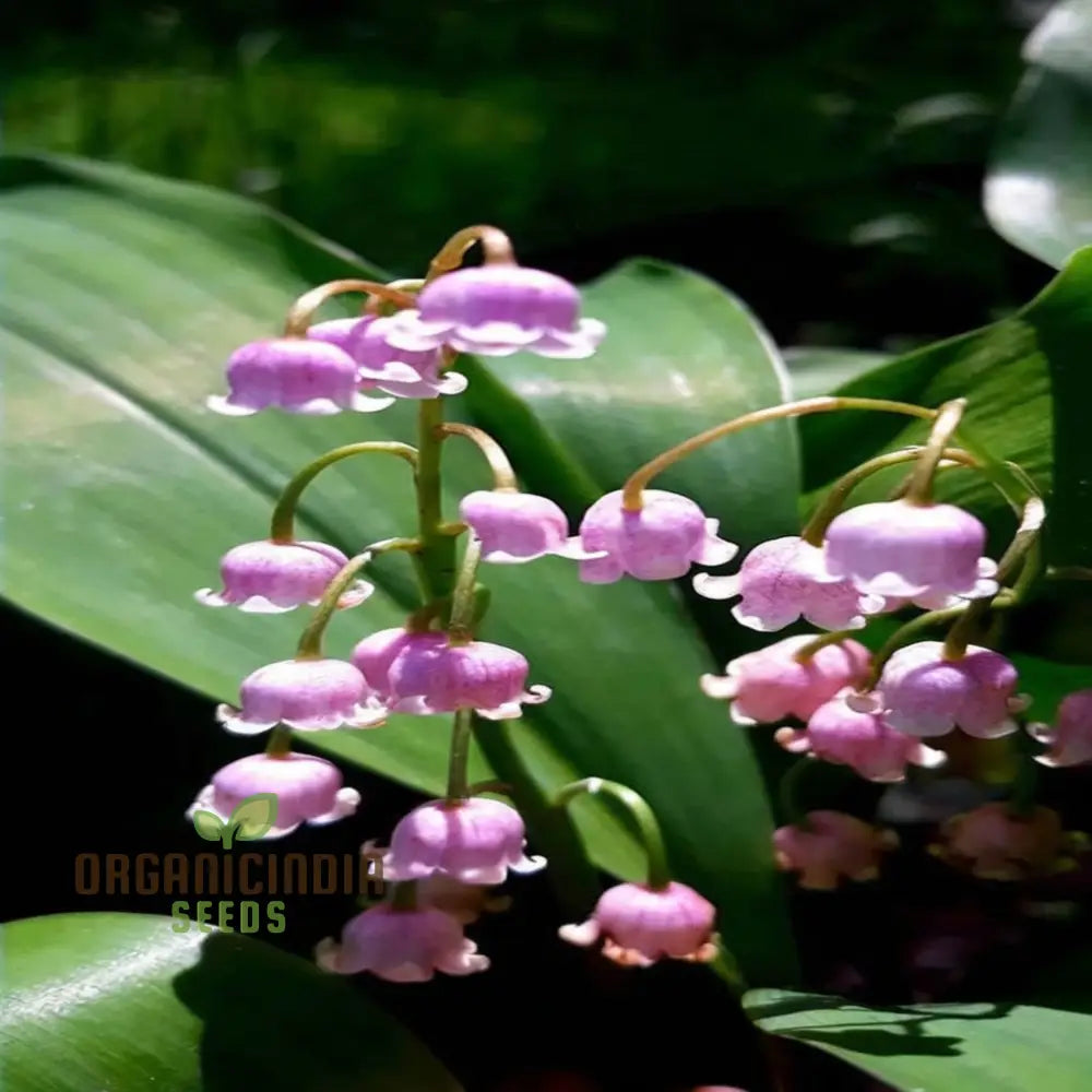 Purple Bell Orchid Flower Seeds Exquisite And Rare Blooms Easy-To-Growing Elegant Unique Garden