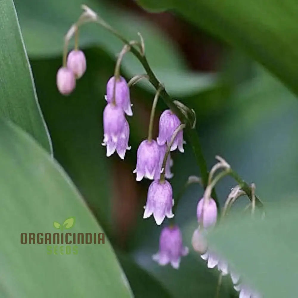 Purple Bell Orchid Flower Seeds Exquisite And Rare Blooms Easy-To-Growing Elegant Unique Garden