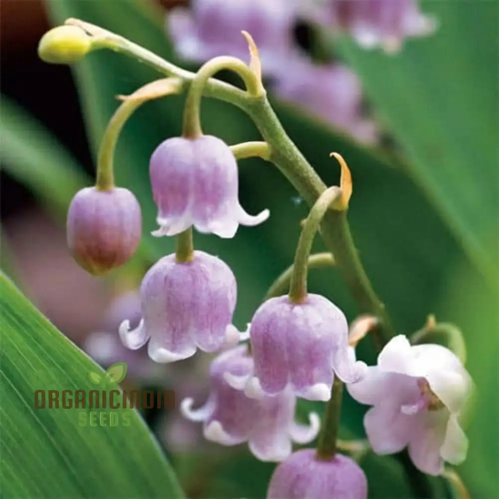 Purple Bell Orchid Flower Seeds Exquisite And Rare Blooms Easy-To-Growing Elegant Unique Garden