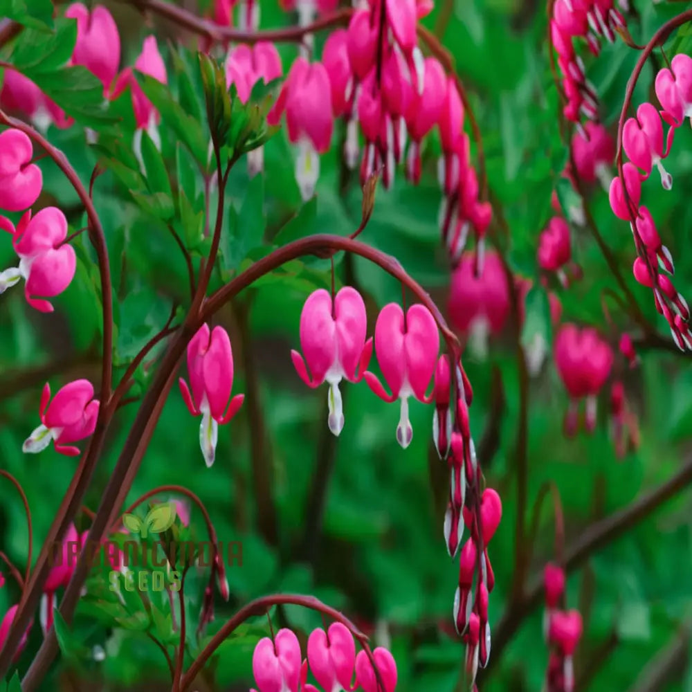 Purple Bleeding Heart Flower Seeds - Enchanting Blooms For Romantic Garden Spaces Seeds