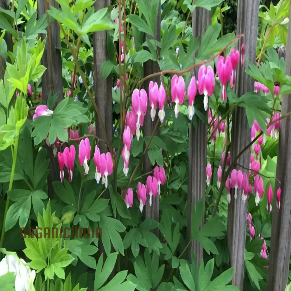 Purple Bleeding Heart Flower Seeds - Enchanting Blooms For Romantic Garden Spaces Seeds