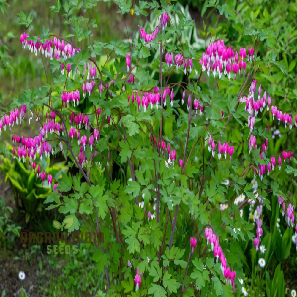 Purple Bleeding Heart Flower Seeds - Enchanting Blooms For Romantic Garden Spaces Seeds