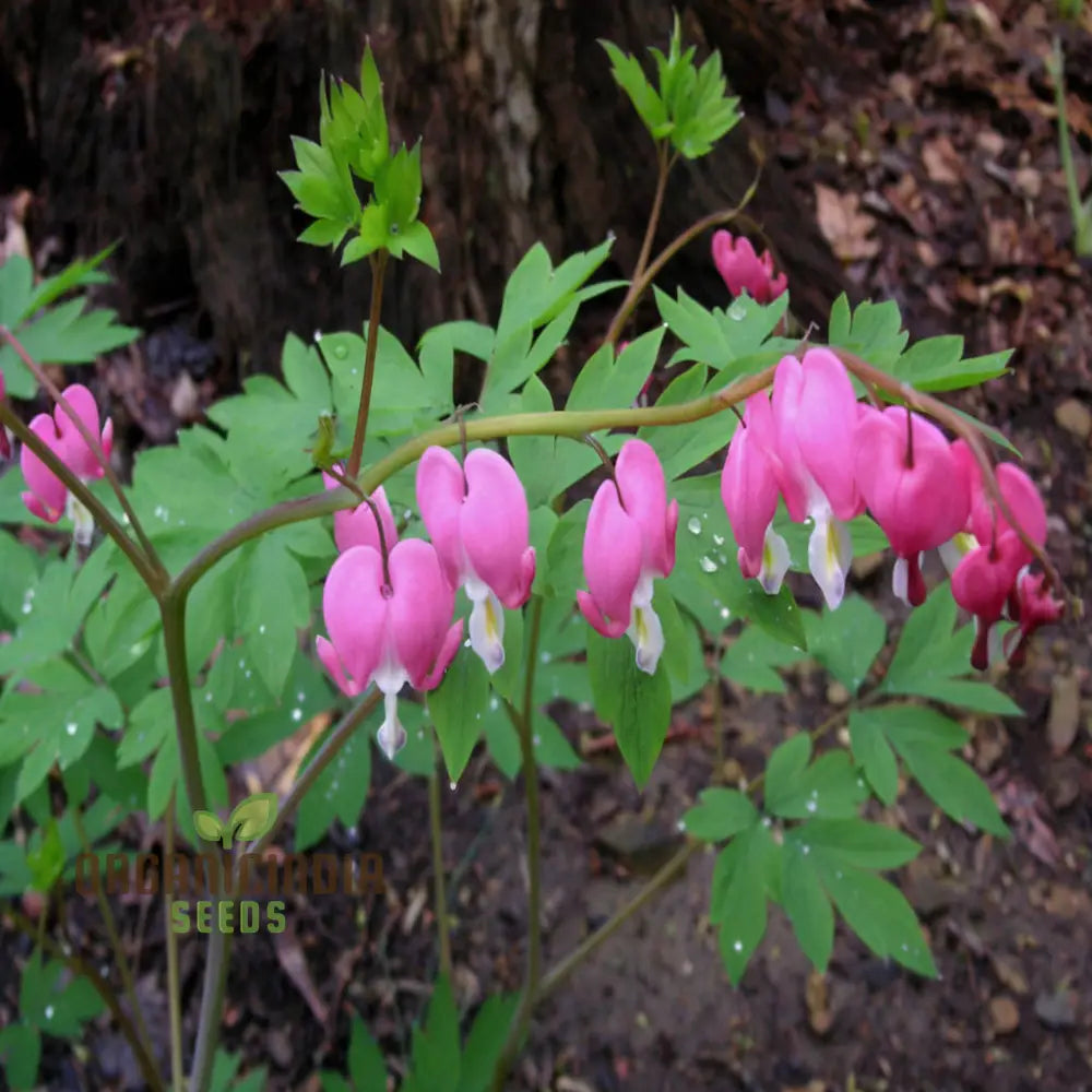 Purple Bleeding Heart Flower Seeds - Enchanting Blooms For Romantic Garden Spaces Seeds