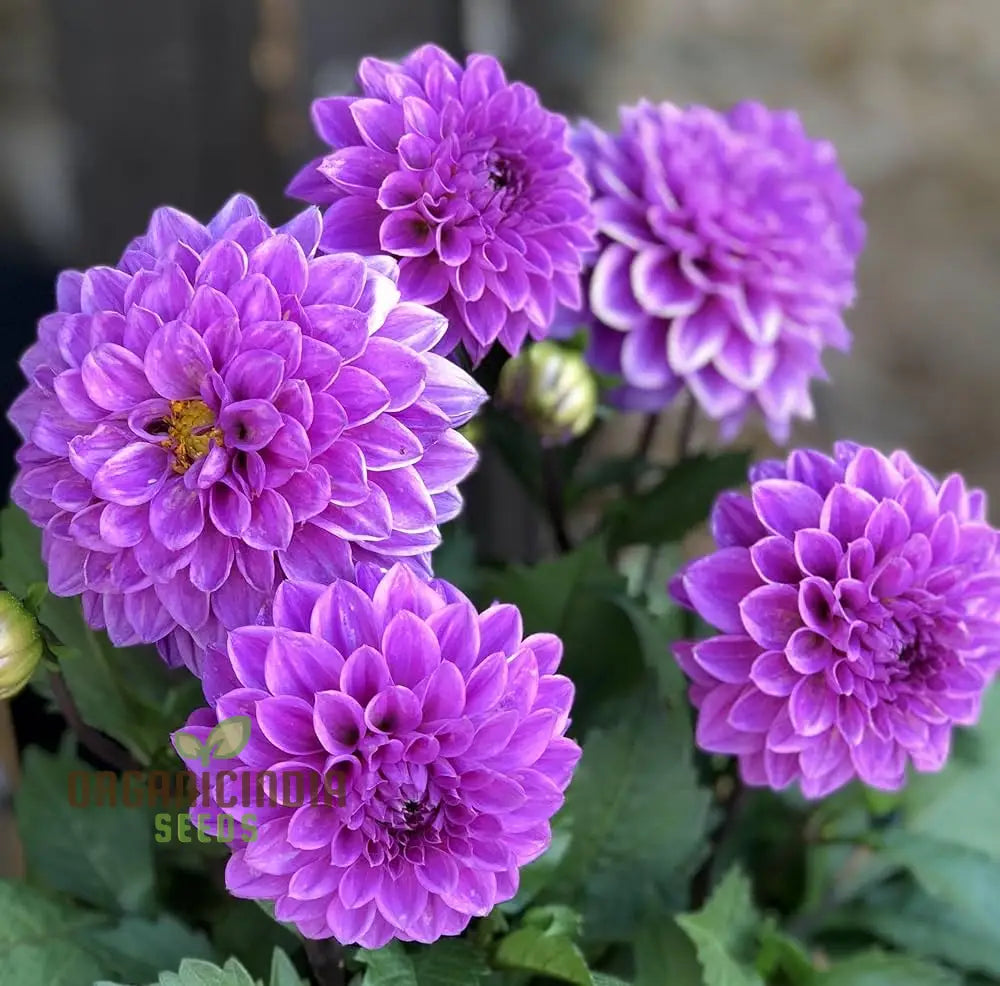 Purple Blue Marigold Glinda Flower Seeds For Planting Vibrant And Long-Lasting Blooms Your Garden