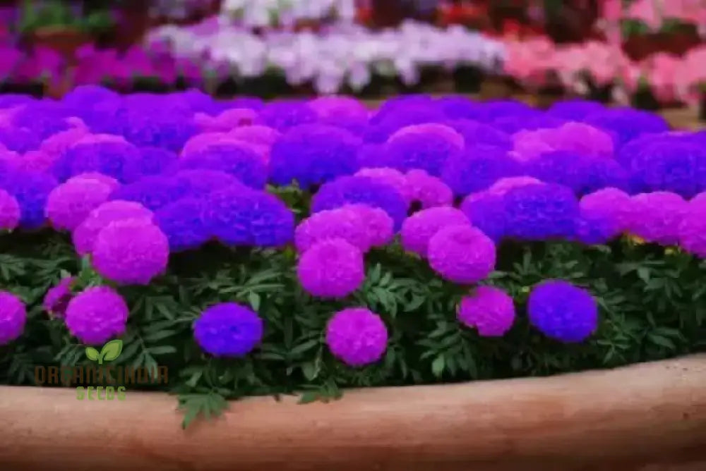 Purple Blue Marigold Glinda Flower Seeds For Planting Vibrant And Long-Lasting Blooms Your Garden