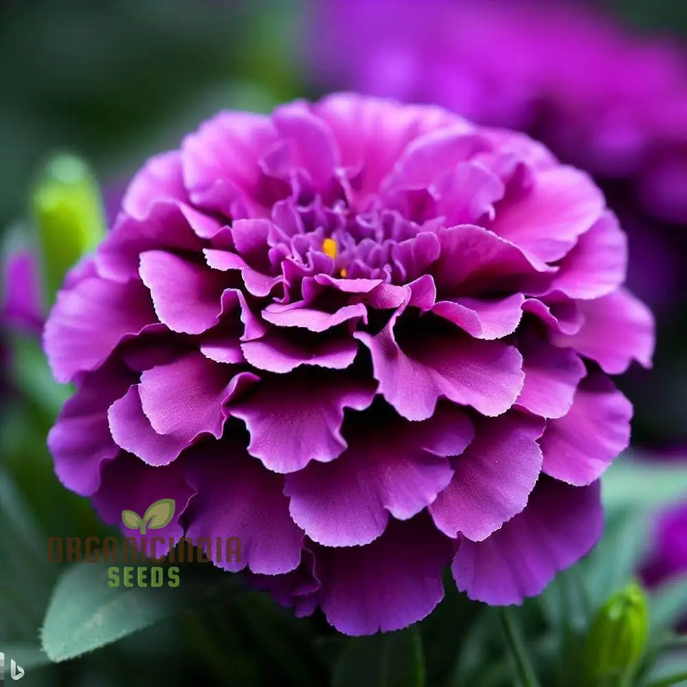 Purple Blue Marigold Glinda Flower Seeds For Planting Vibrant And Long-Lasting Blooms Your Garden