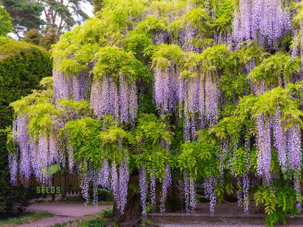 Purple Blue Wisteria Seeds For Planting Perfect Growing Beautiful Blue-Purple Blooms Plant