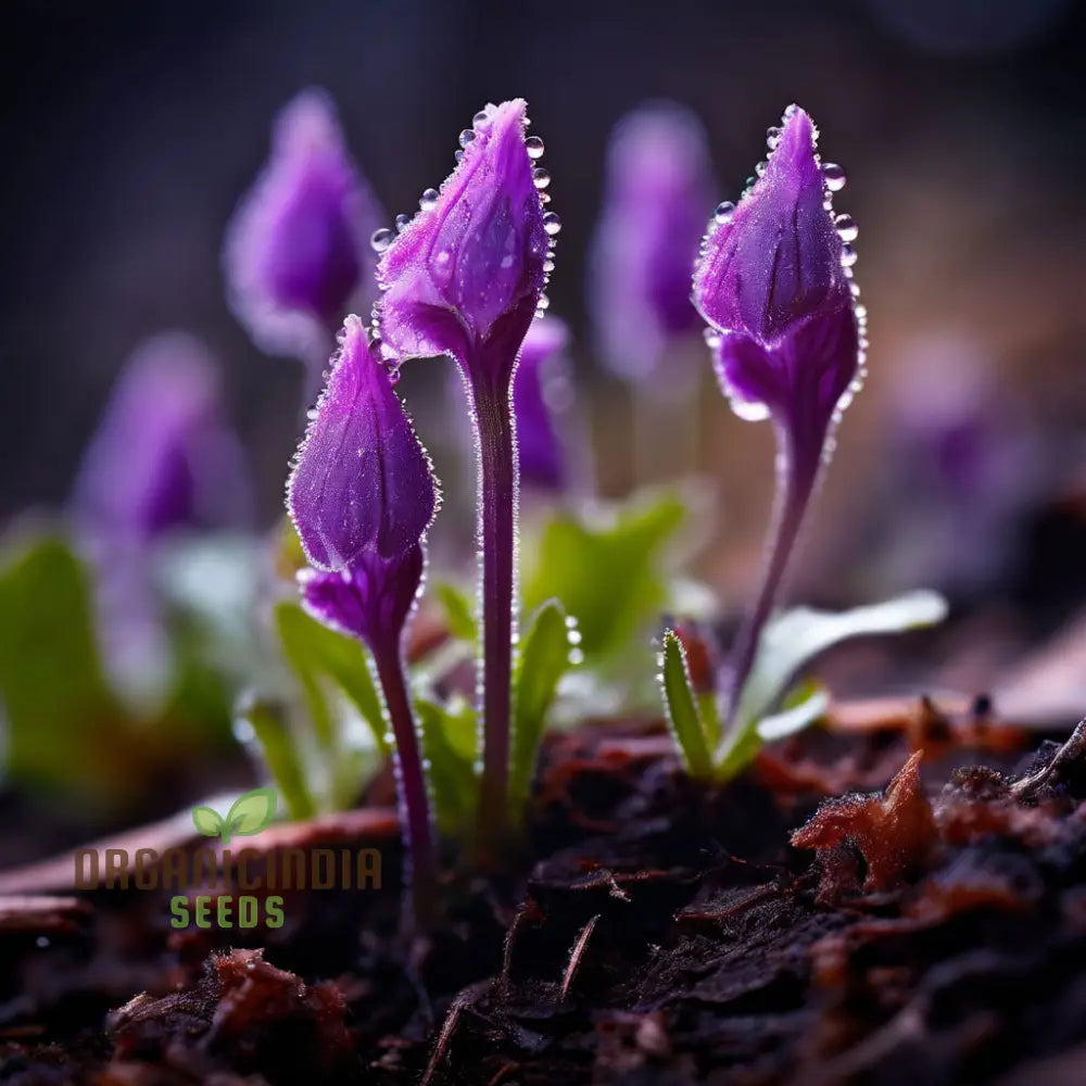 Purple Butterwort Flower Seeds - Exquisite Blooms For Charming Garden Displays Annuals