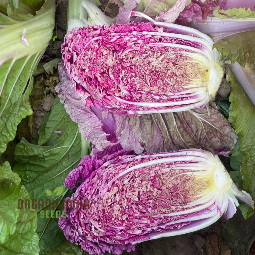 Purple Chinese Cabbage From Seed To Plate A Journey Of Cultivation And Culinary Delight Leafy Greens