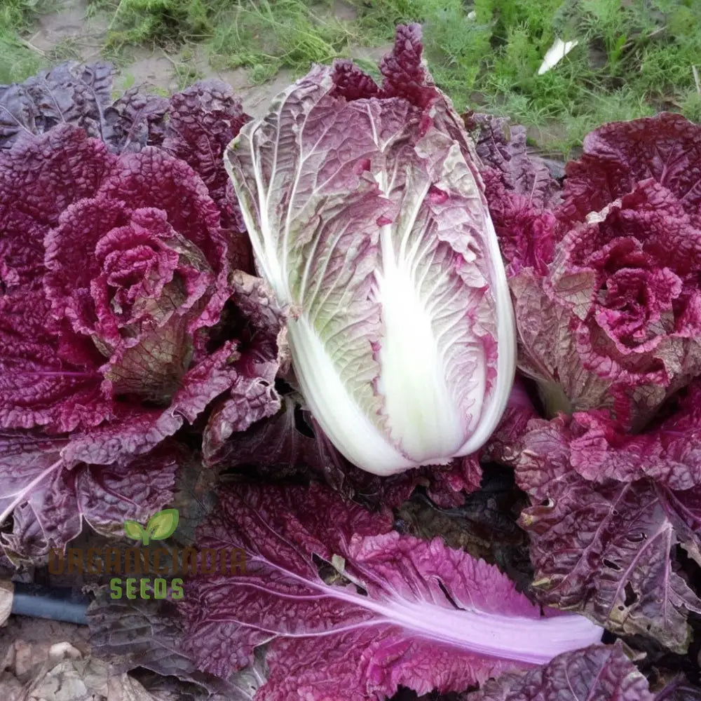 Purple Chinese Cabbage From Seed To Plate A Journey Of Cultivation And Culinary Delight Leafy Greens