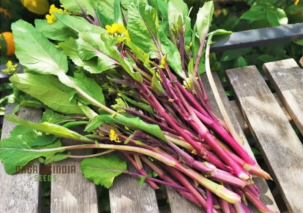 Purple Choy Sum Seeds For Planting High-Quality Vegetable For Your Garden