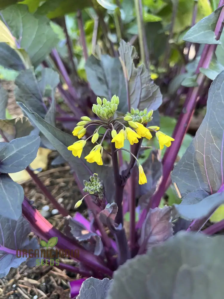 Purple Choy Sum Seeds For Planting High-Quality Vegetable For Your Garden