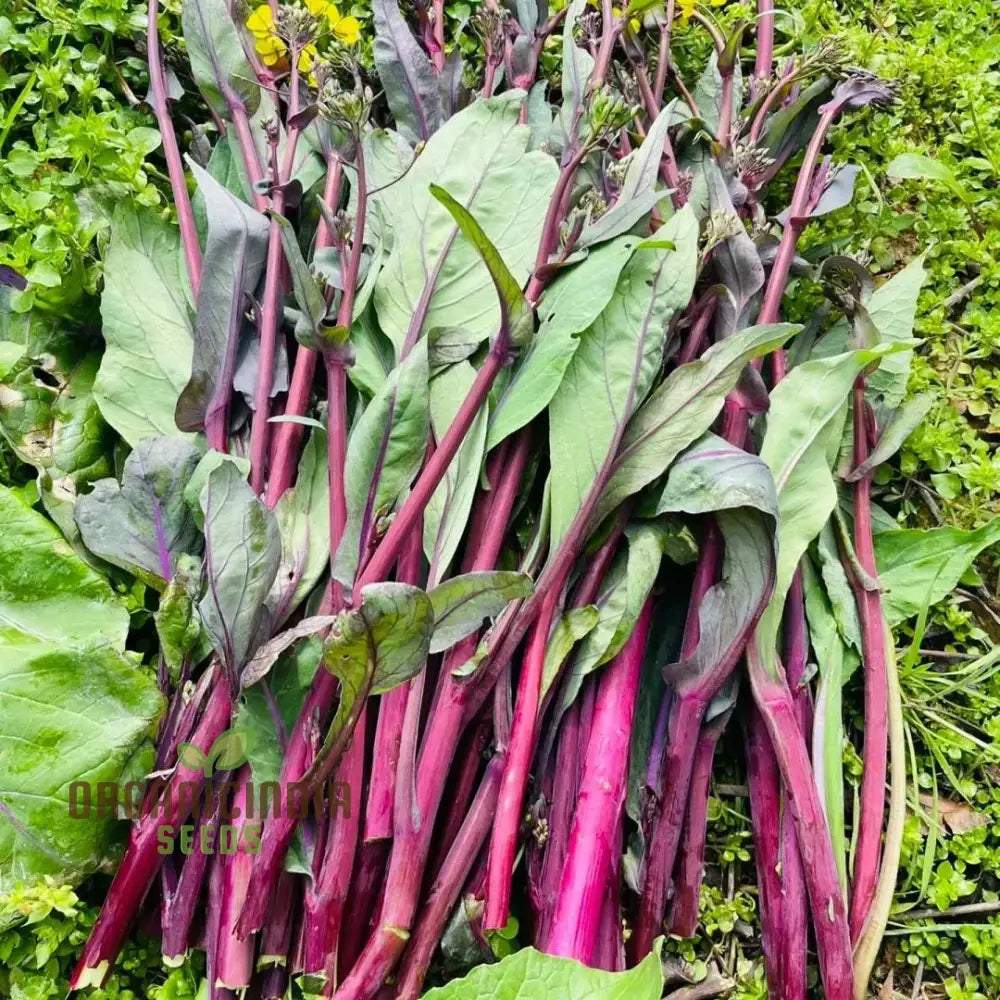 Purple Choy Sum Seeds For Planting High-Quality Vegetable For Your Garden