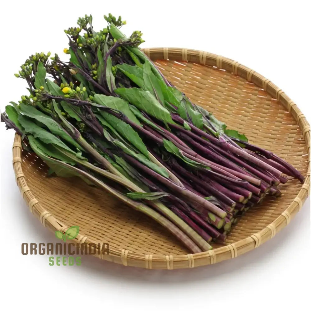 Purple Choy Sum Seeds For Planting High-Quality Vegetable For Your Garden