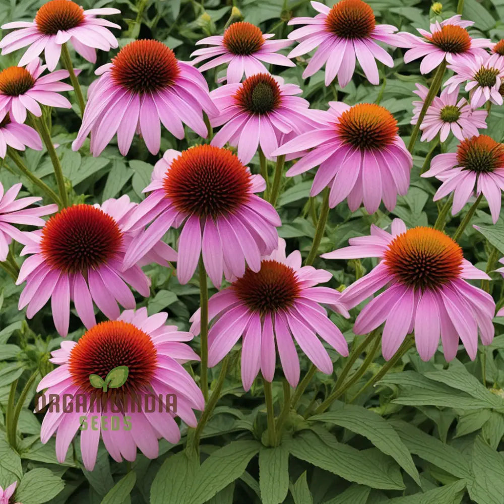 Purple Coneflower Seeds Non-Gmo Flower For Vibrant Garden Blooms And Planting Perennials