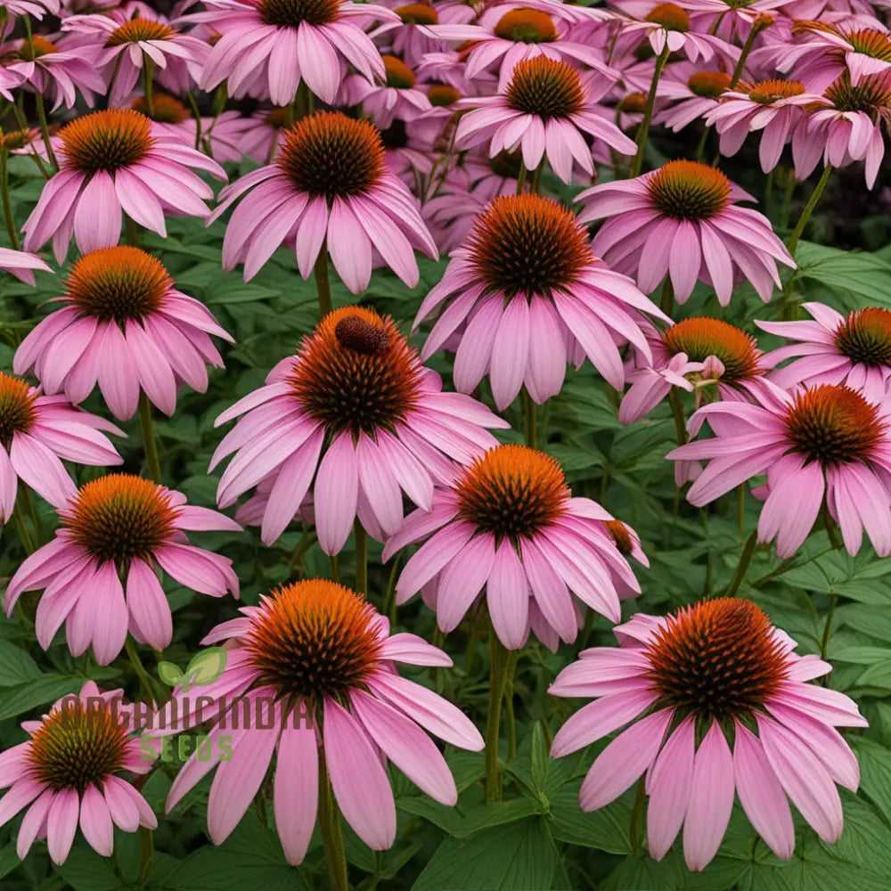 Purple Coneflower Seeds Non-Gmo Flower For Vibrant Garden Blooms And Planting Perennials