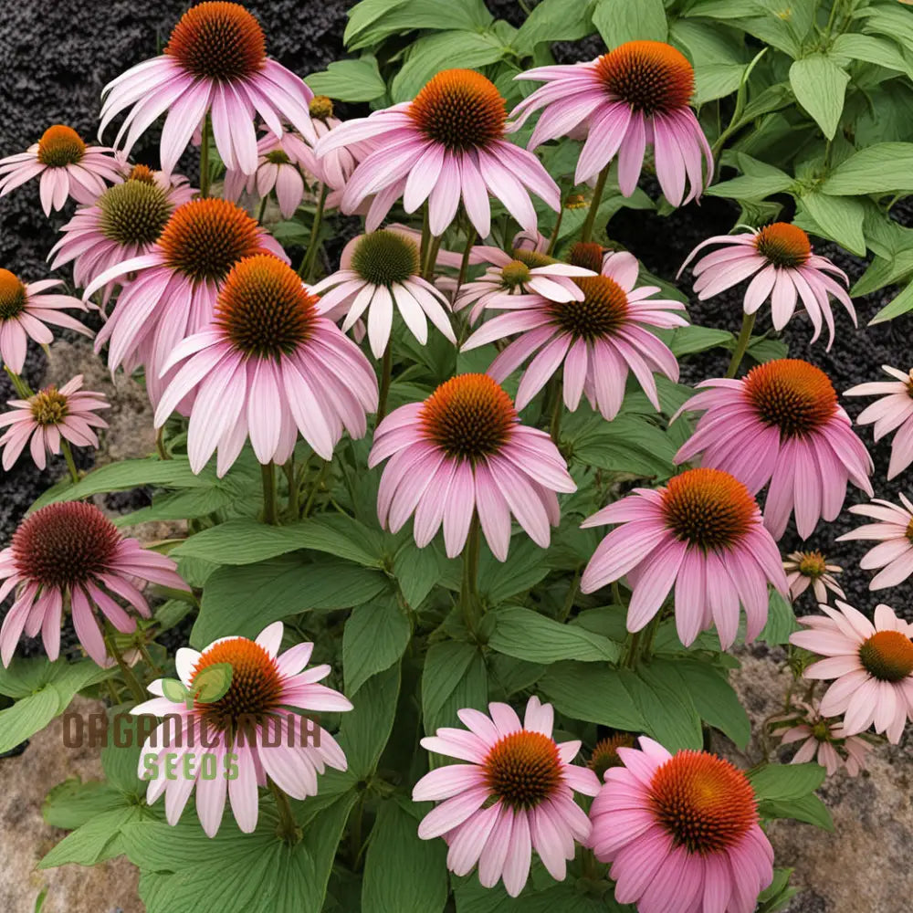 Purple Coneflower Seeds Non-Gmo Flower For Vibrant Garden Blooms And Planting Perennials