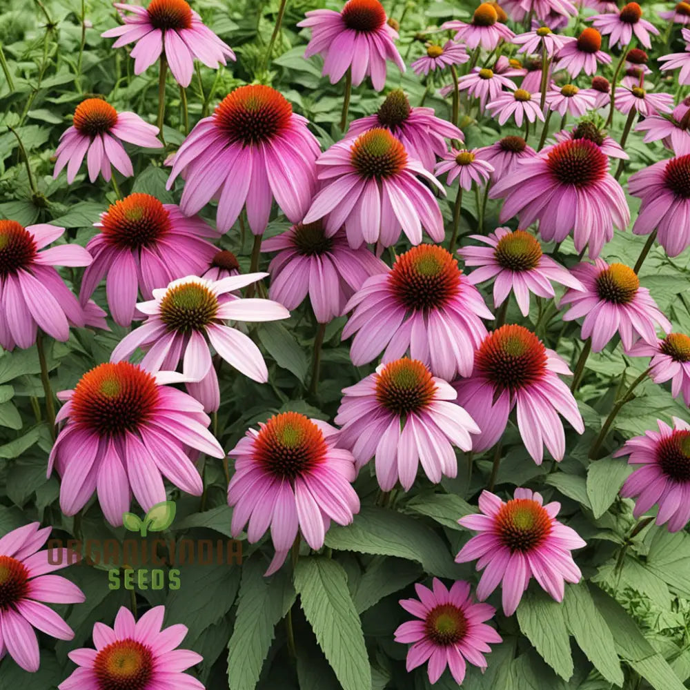 Purple Coneflower Seeds Non-Gmo Flower For Vibrant Garden Blooms And Planting Perennials